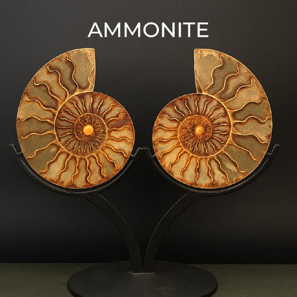 Collection image for: Ammonite