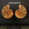 Ammonite