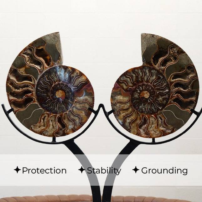🌀 Polished Fossil Ammonite Slice