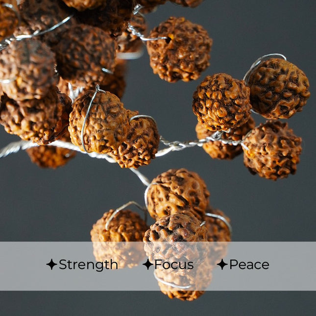 Rudraksha Tree - Sacred Divine Energy for Mind, Body and Soul