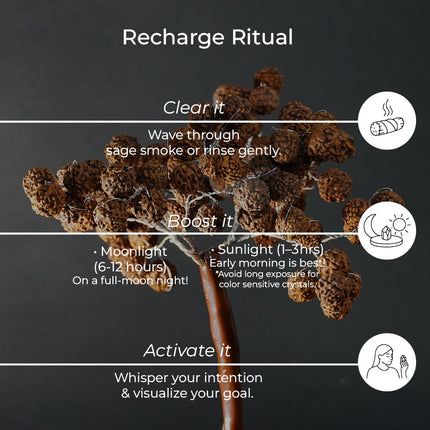 Rudraksha Tree - Sacred Divine Energy for Mind, Body and Soul