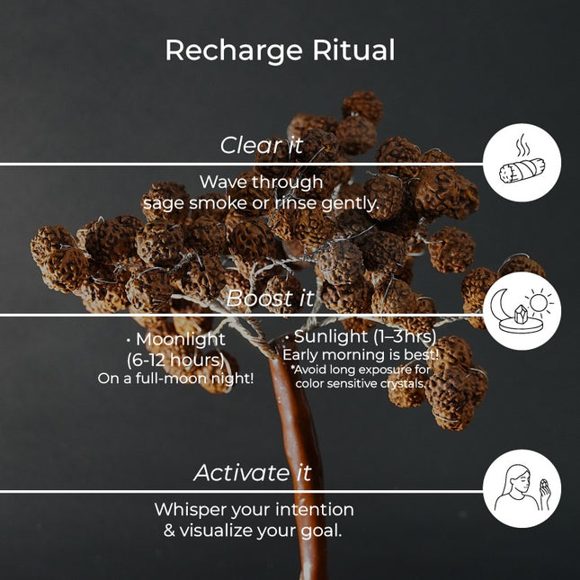 Rudraksha Tree - Sacred Divine Energy for Mind, Body and Soul